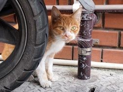 red cat looks out of the wheel