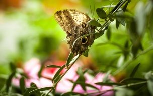 beautiful butterfly with eyespots in the garden on blurred background