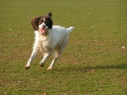 white Dog Running