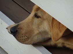 Dog Canine Old Dog Thinking