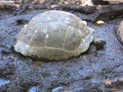 giant tortoise is sleeping in the mud
