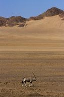 Oryx walks on the sand in Africa