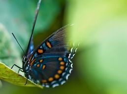 green swallowtail butterfly close-up