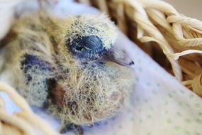 portrait of newborn bird with closed eyes in the nest