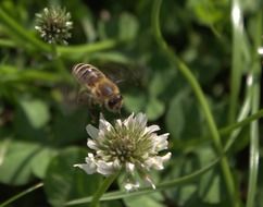 bee on the clover