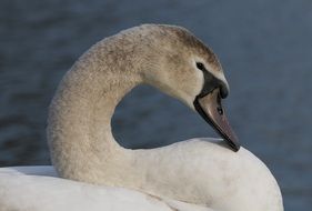 very beautiful and cute Swan