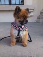 miniature spitz sits on the road