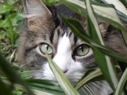 domestic fluffy cat is watching from behind the grass