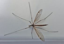 long-legged insect