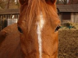 horse head with white stripe closeup