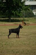 Doberman stands on a green meadow