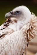 portrait of a formidable vulture