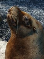 muzzle of a brown sealion