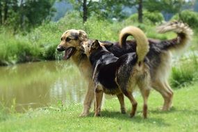 dogs play by the river