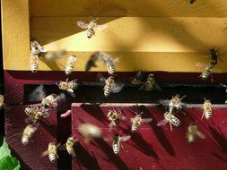 Picture of the Honey Bees