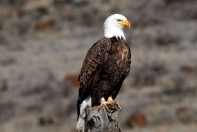 free Adult Banded Bald Eagle