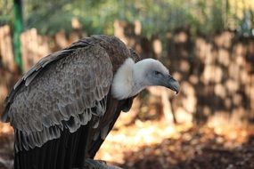 Griffon vulture in wild