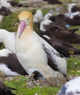 albatross with beautiful plumage