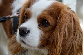 dog breed Cavalier King Charles Spaniel