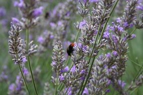 lavender flower and insect