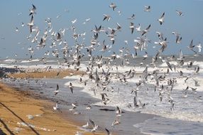 Seagull Sea Flock