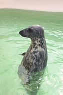 cute sea lion