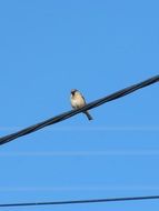 Sparrow on power Cable at blue sky