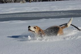 beagle dog plays in the snow