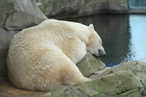 Polar bear is sleeping