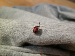 Umbrinum Beetle on fabric close-up on blurred background