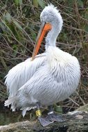 funny white pelican
