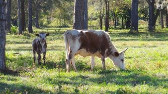 Cow and Calf pasture