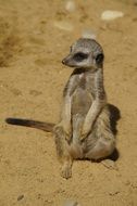 sitting cute meerkat