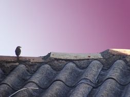 tiny sparrow sitting on the roof