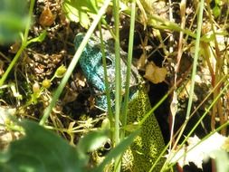 Green and blue lizard in the grass