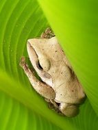 Frog on the leaf