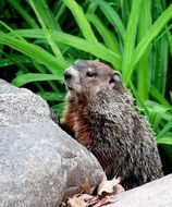 portrait of groundhog in the Wildlife