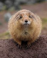 Gopher is a rodent