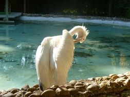 Pajarraco Pelican