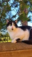 black and white cat with Green Eyes lays outdoor