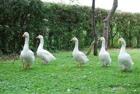 geese on green grass