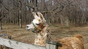 llama stands behind a wooden fence