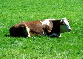 Brown And White Cow