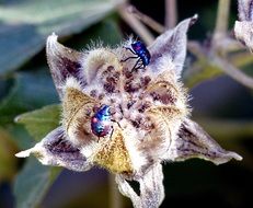 Hibiscus Harlequin Bugs on seed head