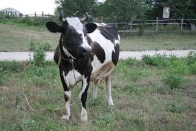 black white cow on pasture in the village