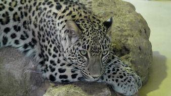 leopard lies on a stone