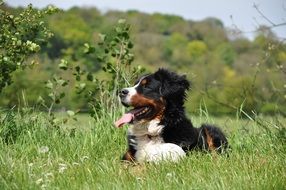 tired cute bernese mountain dog