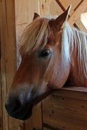 portrait of a brown farm horse