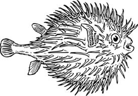drawing hedgehog fish