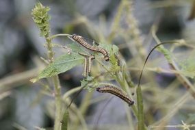 Track Caterpillars